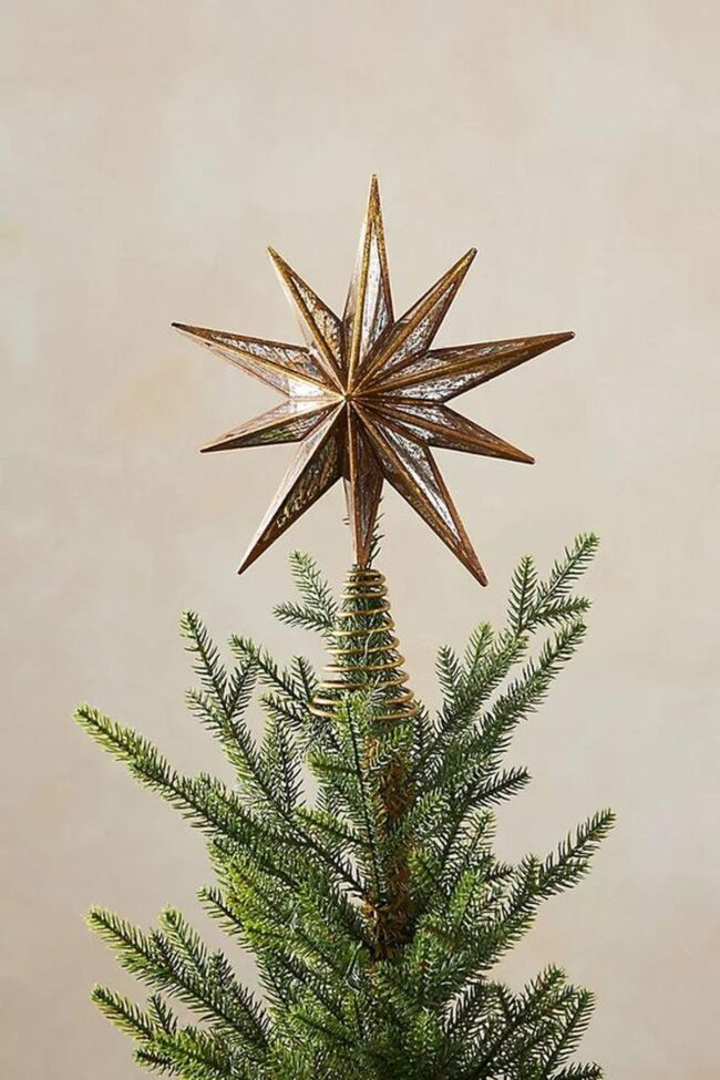 Golden Star Pine