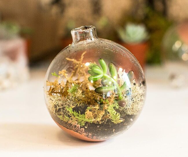 Green Glass Microcosms