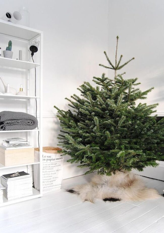 Green Winter Focal Points