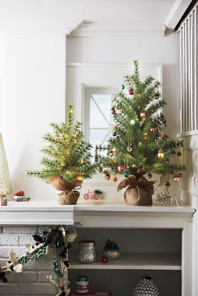 Festive Mini Evergreens