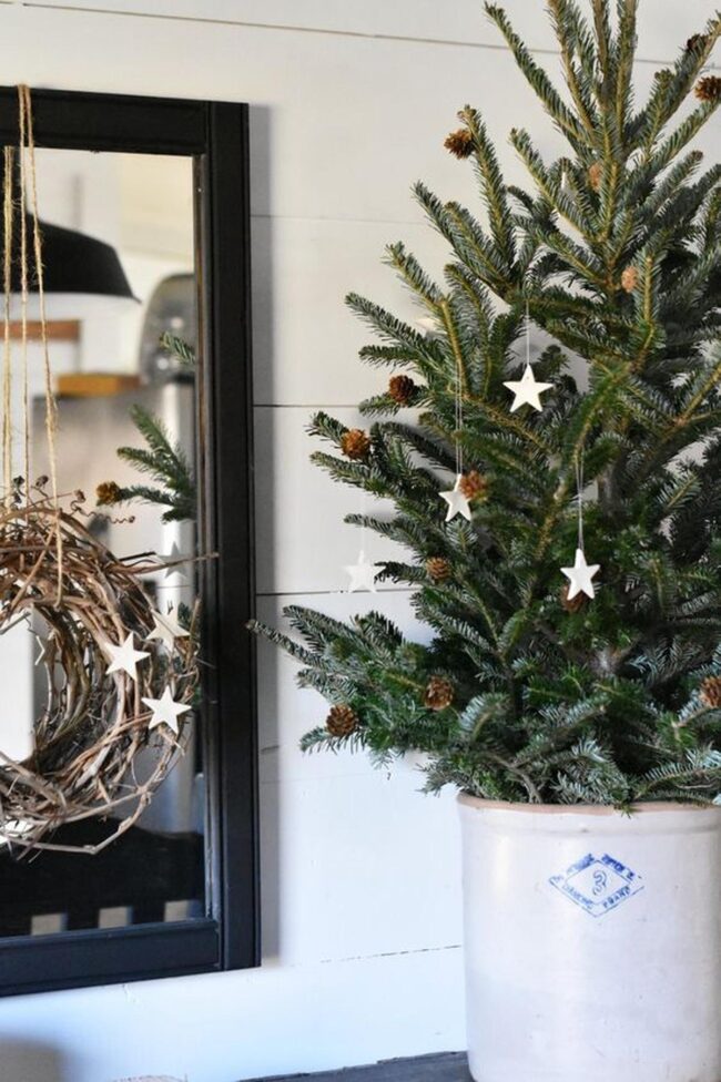 Winter Pine Reflections