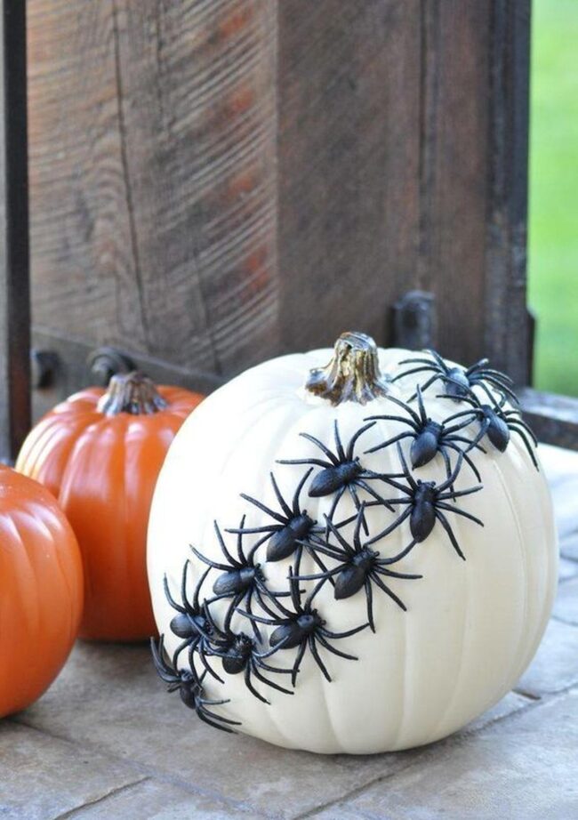 Black Spider Pumpkins