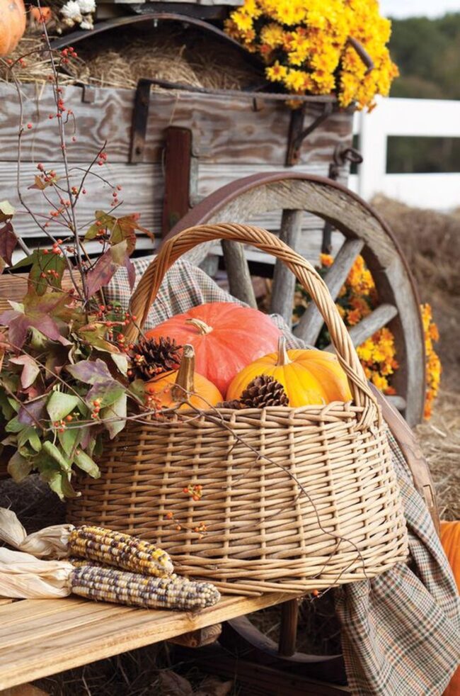 Harvest Orange Wilderness